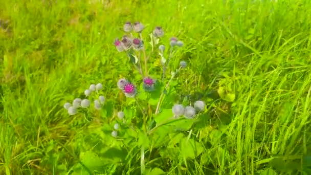 View Arctium Plant Summer Time — Wideo stockowe