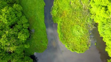 Nehrin yukarıdan aşağıya bakan görüntüsü. Yazın yeşil orman ve nehir.