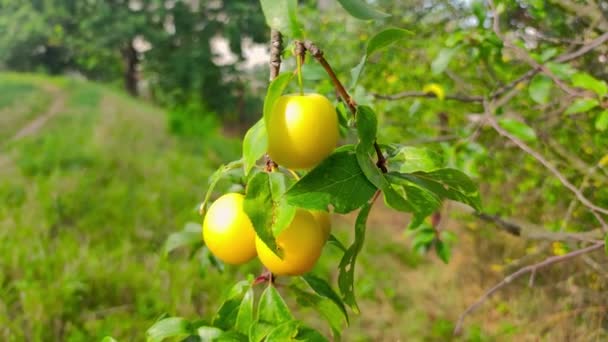 Ciruela Mirabelle Amarilla Rama Árbol — Vídeos de Stock