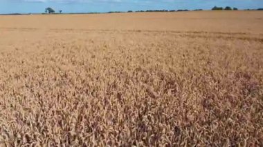 Altın buğday tarlasında hava manzarası. Yaz mevsiminde olgunlaşan buğday tarlası manzarası.