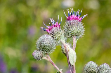 View on Arctium plant in summer time.