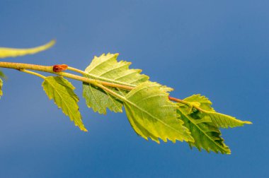 Mavi gökyüzünde Betula pendula Youngii yaprakları.