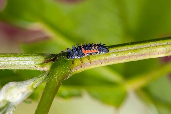 Foto Macro Larvas Arlequín Asiática Dama Escarabajo Larva — Foto de Stock