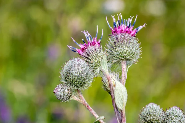 View Arctium Plant Summer Time — Stok fotoğraf