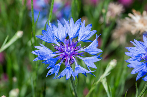 Фото Centaurea cyanus, широко известного как васильковый цвет.