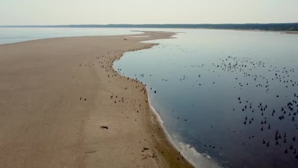 Aerial View Quay Lots Birds Island Baltic Sea Mikoszewo — Stock Video