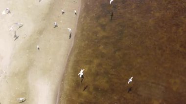 Deniz kıyısındaki kuşların yukarıdan görünüşü.