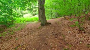 Polonya 'da yeşil ormanda yürüyüş yolu..