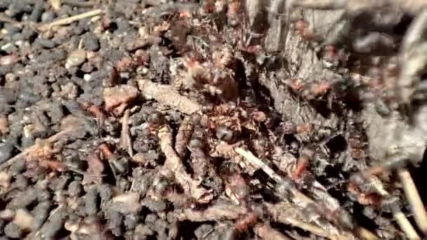 Vídeo Macro Hormigas Trabajadoras Hormiguero Detalle Hormigas Nido Colonia Hormigas — Vídeos de Stock