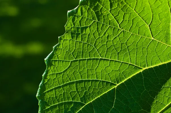 Foglia d'uva strutturato parte anteriore — Foto Stock