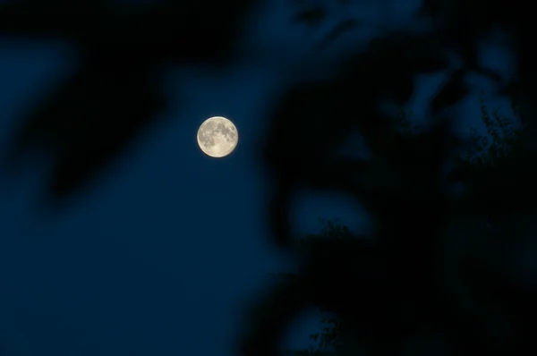 Mondblick durch Äste — Stockfoto