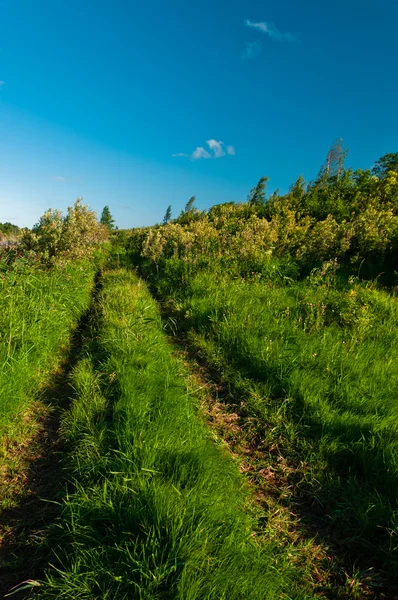 Rural grass way tracks at day time — Stock Photo, Image