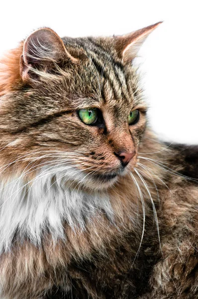 kedi portre yan görünüm arıyorum