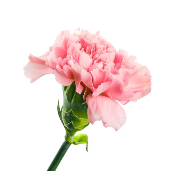 Piękny Kwiat Goździka Różowy Odizolowany Białym Tle — Zdjęcie stockowe