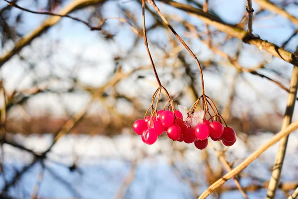 Rote Drosselrose Viburnum Opulus Beeren Winter Nahaufnahme Detail — Stockfoto