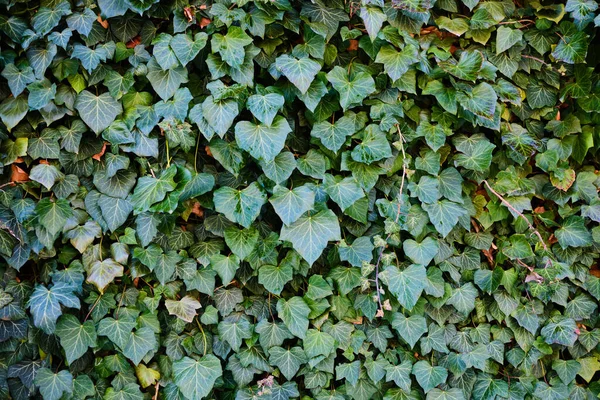 Зеленый Общий Плющ Hedeta Спираль Листья Фона — стоковое фото