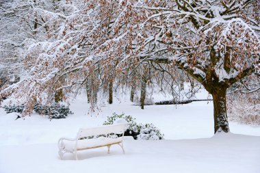 Çek Cumhuriyeti 'nin Marianske Lazne kaplıca kasabasındaki bank ve ağaç