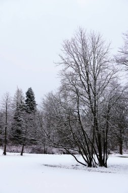 Çek Cumhuriyeti 'nin başkenti Marianske Lazne' de kışın parkta bir ağaç