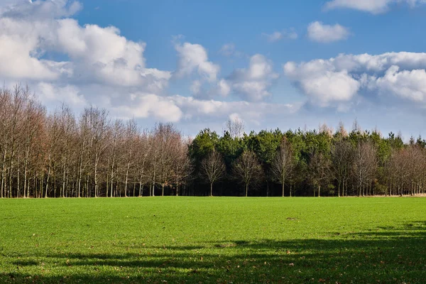 Groene Veld Omgeven Bomen Het Vroege Voorjaar — Stockfoto