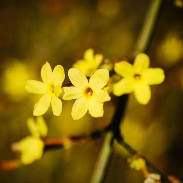 Bela Flor Amarelo Jasminum Nudiflorum Lindl Arbusto Início Primavera Detalhe — Fotografia de Stock