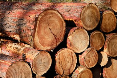 Ormanda doğranmış odun yığını detayı