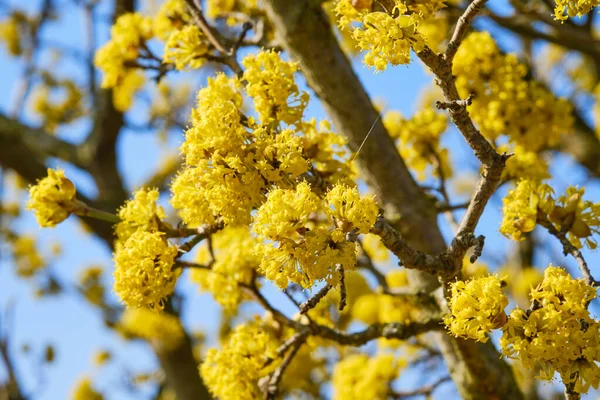 Bonito Florescendo Cornelian Detalhe Cereja Dogwood Primavera — Fotografia de Stock