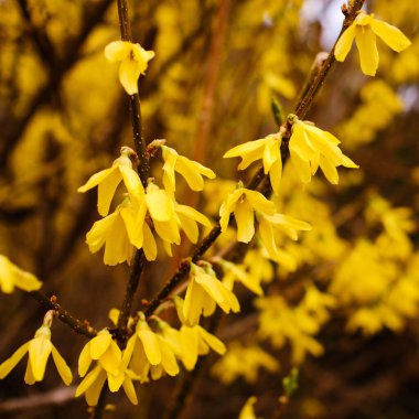 Güzel sarı çiçekli Forsythia çiçeği Baharda çalı ayrıntıları