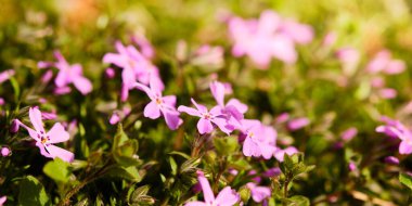 Çiçek açan güzel fenomen çiçeği Baharda ayrıntıları kapat