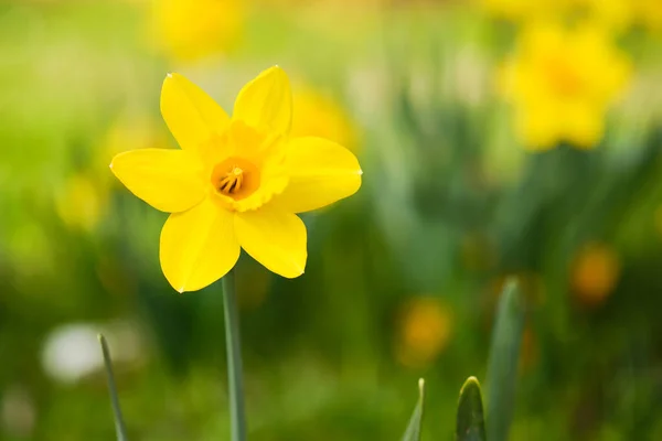 Indah Mekar Kuning Narcissus Detail Bunga Musim Semi Stok Gambar Bebas Royalti