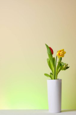 Renkli arka planda beyaz vazoda çiçek açan güzel bahar çiçekleri.