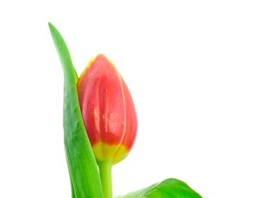 Beyaz arka planda yeşil yapraklı güzel kırmızı lale çiçeği.