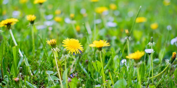 Blooming Yellow Dandelion Flowers Grass Close — Fotografia de Stock