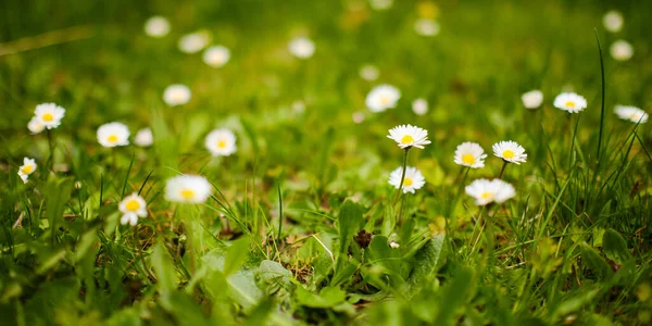 Beautiful Blooming Common Daisy Flowers Meadow — Fotografia de Stock