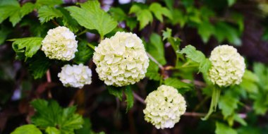 Güzel çiçek açan ortanca İlkbaharda kapanır