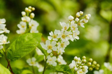 Güzel çiçek açan prunus padus ayrıntıları kapat.