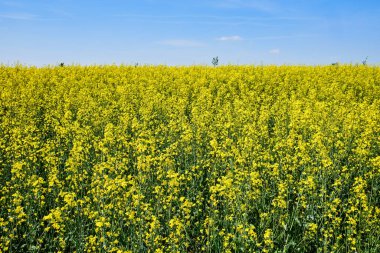 Sarı kolza tohumu alan mavi gökyüzü altında
