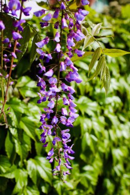 Güzel çiçek açan Wisteria ağacı ayrıntıları kapat.
