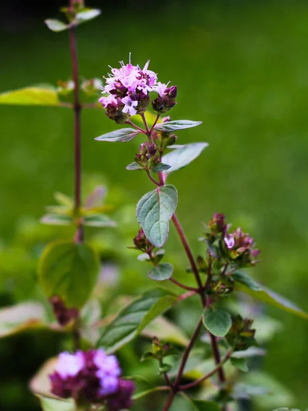 Blooming oregano herb plant in flower pot outdoors