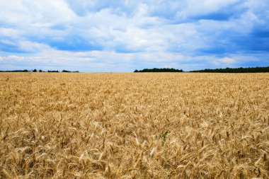Yazın Prag yakınlarında altın arpa tarlası