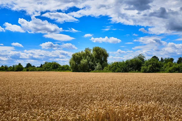 Wheat Field Tree Prague Summer — Φωτογραφία Αρχείου