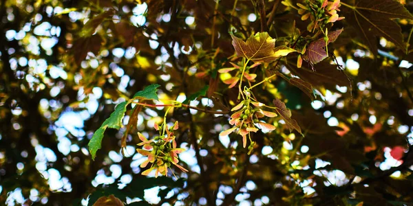 Maple Tree Close Detail Summer —  Fotos de Stock