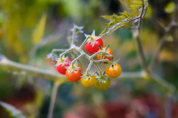 Fresh Wild Tomatoes Green Plant Summer — Stockfoto