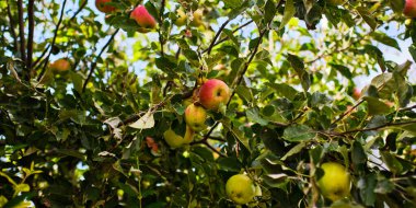Green apple tree with fruit and leaves outdoors close up