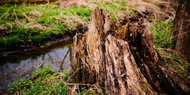 İlkbaharda Prag 'ın kıyısındaki ormanda derenin yanında sendeleyin.