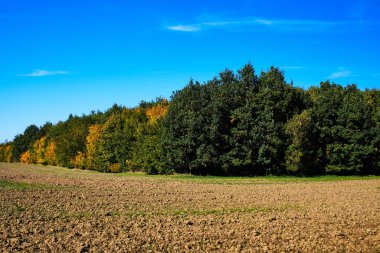 Sonbaharda mavi gökyüzünün altındaki tarla ve ağaçlar