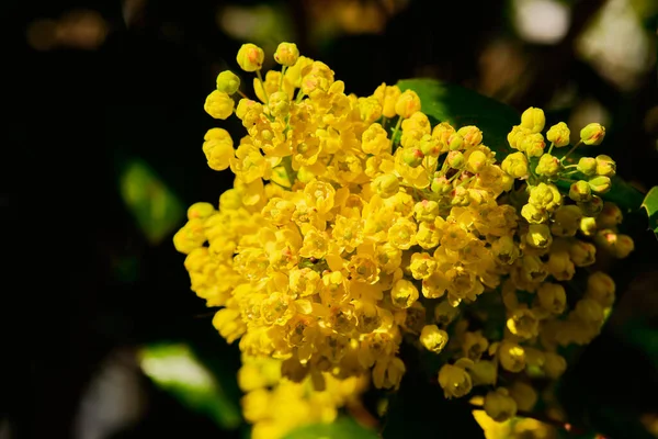 Bela Planta Mahonia Aquifolium Amarelo Florescendo Primavera — Fotografia de Stock