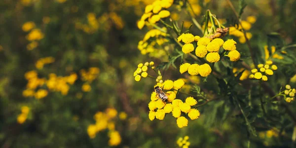 Abelha Polinizando Amarelo Ltanacetum Vulgare Flor Verão — Fotografia de Stock