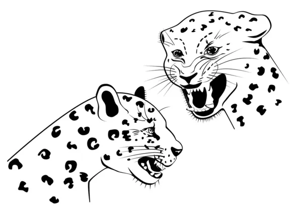 Two snarling leopard — Stock Vector