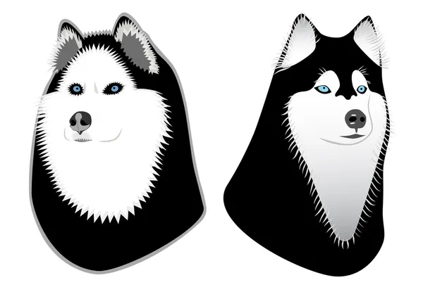 Dos perros husky — Vector de stock