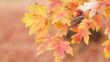 Sonbaharda bir akçaağaç dalına kırmızı, turuncu ve sarı sonbahar yeşilliklerinin detaylı görüntülerini çek..